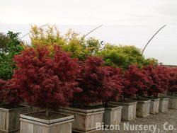 Acer palmatum 'Shaina' — photo 5